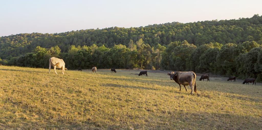 Masoveria De Lladó Buitenkant foto