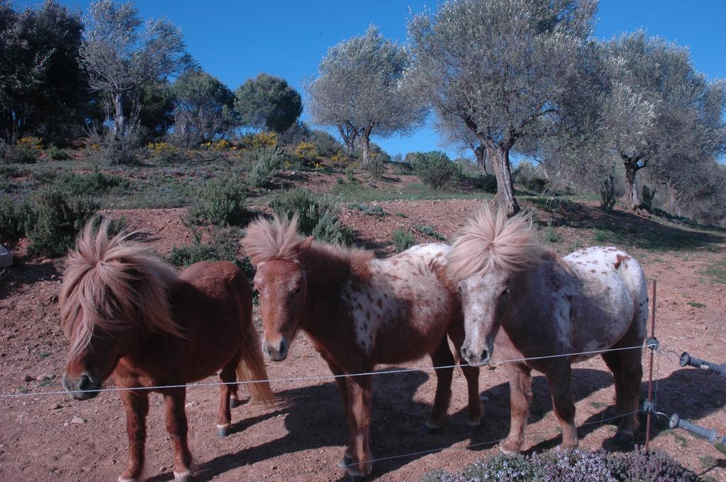 Masoveria De Lladó Buitenkant foto